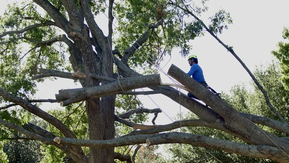 Professional Crown Thinning performed by certified arborists in Cloudcroft