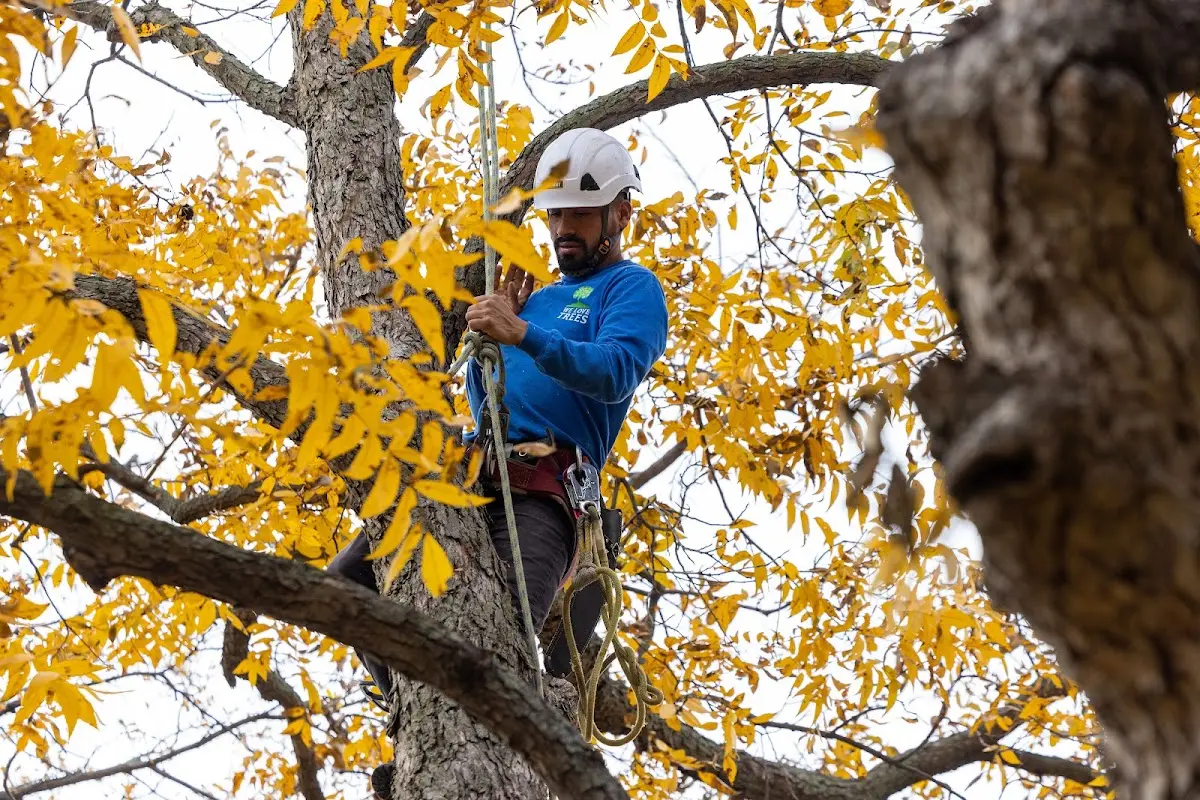 Skilled Tree Pruning crew working in Cloudcroft